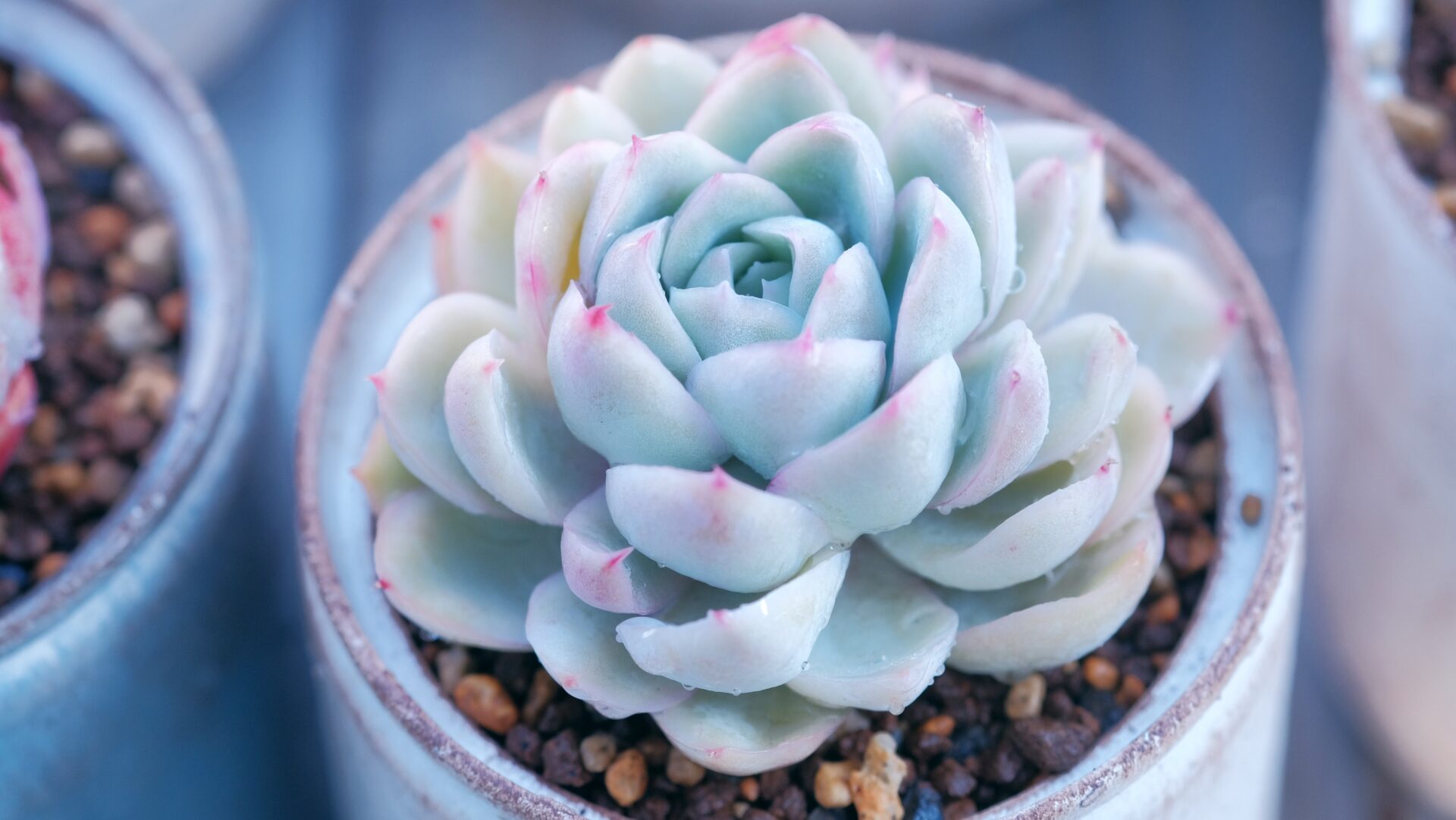 Das Bild zeigt eine wunderschöne Sukkulente in einem kleinen Topf. Die Pflanze hat dicke, fleischige Blätter, die in einer symmetrischen Rosettenform angeordnet sind. Die Blätter sind bläulich-grün mit zarten rosa Spitzen. Die Sukkulente ist in eine Erde mit kleinen Kieselsteinen gepflanzt, was eine gute Drainage ermöglicht.