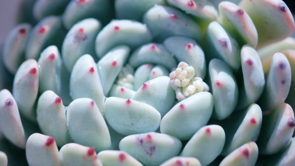 Startseite Nahaufnahme einer Echeveria. Die Pflanze hat dicke, fleischige Blätter, die in einer kompakten Rosettenform angeordnet sind. Die Blätter sind bläulich-grün und haben an den Spitzen kleine rote Punkte. Im Zentrum der Rosette sind winzige, weiße Blütenknospen zu sehen.