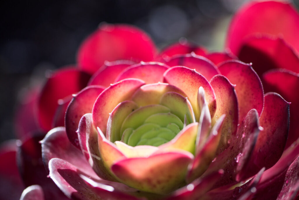 Anthocyanin Das Bild zeigt eine Nahaufnahme einer Aeonium-Pflanze. Die Sukkulente hat eine Rosettenform mit fleischigen Blättern, die nach außen hin eine intensive rote Farbe aufweisen und zur Mitte hin in ein leuchtendes Grün übergehen. Die Blätter sind glatt und leicht glänzend, und das Lichtspiel auf der Oberfläche der Blätter erzeugt einen schönen Kontrast zwischen den Farben. Der Hintergrund ist unscharf, was den Fokus auf die detaillierte Textur und die Farben der Blätter lenkt. Die Pflanze sieht gesund und gut gepflegt aus.