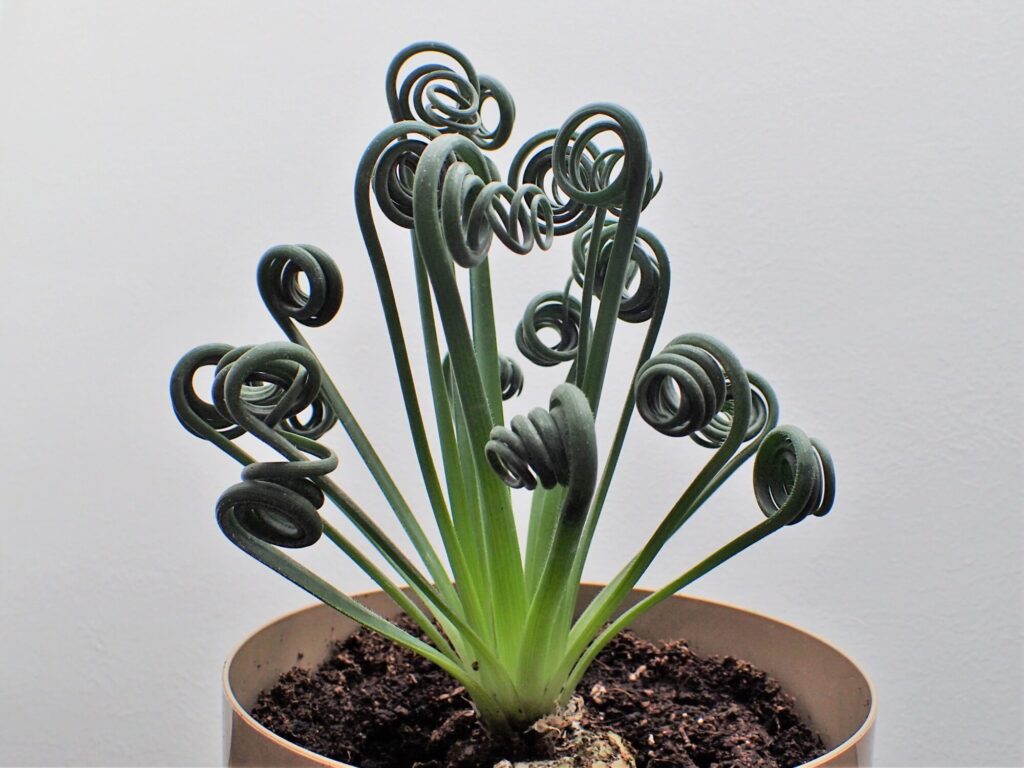 Das Bild zeigt eine Albuca spiralis, auch bekannt als "Korkenzieherpflanze" oder "Frizzle Sizzle". Diese interessante Sukkulente ist für ihre einzigartigen, spiralförmigen Blätter bekannt, die sich wie Korkenzieher winden. Die Blätter sind dick und fleischig, dunkelgrün und wachsen in aufrechten Stängeln aus der Basis der Pflanze. Die Pflanze befindet sich in einem runden Topf mit Erde, und der Hintergrund ist einfarbig und schlicht