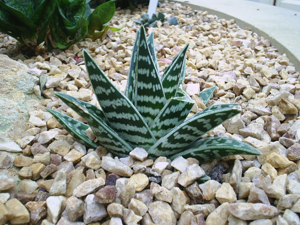 Das Bild zeigt eine Aloe variegata, auch bekannt als "Tiger-Aloe". Diese Sukkulente hat dicke, fleischige Blätter, die dunkelgrün sind und weiße, unregelmäßige Streifen und Flecken aufweisen. Die Blätter wachsen in einer dichten Rosette und haben eine spitze, dreieckige Form. Die Pflanze ist in einer Umgebung aus hellen, groben Kieselsteinen gepflanzt, die einen schönen Kontrast zu den dunkelgrünen Blättern bilden. Im Hintergrund sind weitere Pflanzen zu sehen