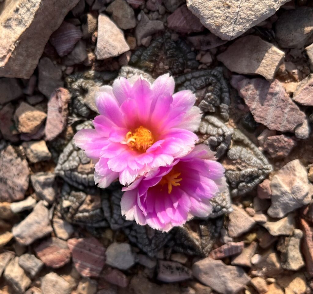 Mamille Das Bild zeigt eine Ariocarpus-Pflanze, eine Gattung von Kakteen, die für ihre ungewöhnliche und faszinierende Form bekannt ist. Die Pflanze hat eine flache, sternförmige Rosette, die aus rauen, warzigen Tuberkeln besteht. Aus der Mitte der Rosette ragen zwei auffällige, pinkfarbene Blüten hervor. Die Blüten haben zahlreiche, zarte Blütenblätter, die nach außen hin heller werden. Die Staubgefäße in der Mitte der Blüte sind gelb. Die Pflanze wächst auf einem steinigen Untergrund, der aus verschiedenen kleinen Steinen und Felsen besteht