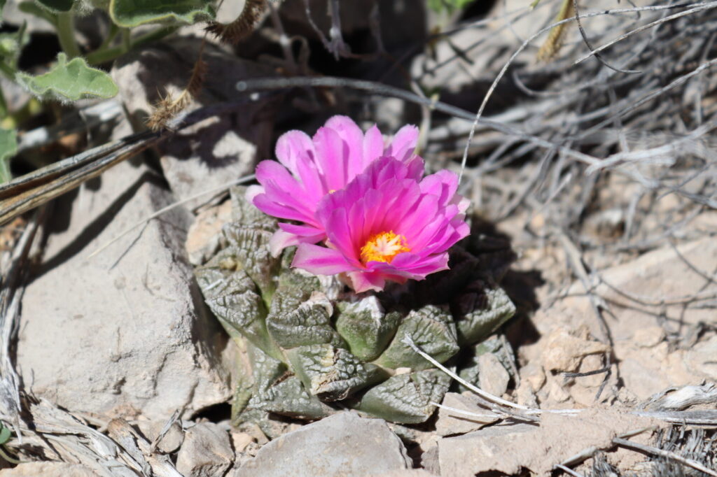 Papille Das Bild zeigt eine Ariocarpus fissuratus, eine sukkulente Pflanze, die für ihre außergewöhnliche, warzige Struktur bekannt ist. Die Pflanze ist kompakt und flach und hat eine grüne Färbung mit rauen, rissigen Oberflächen. In der Mitte der Pflanze befindet sich eine leuchtend pinke Blüte mit zahlreichen Blütenblättern, die zur Mitte hin heller werden. Der Blütenstempel und die Staubblätter sind gelb. Die Pflanze wächst in einer felsigen, trockenen Umgebung, umgeben von Kieselsteinen und trockenem Pflanzenmaterial.