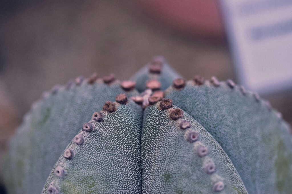 Warze Das Bild zeigt eine Nahaufnahme eines Astrophytum myriostigma, auch bekannt als Bischofsmütze. Der Kaktus hat eine auffällige Struktur mit gerippten, grünen Segmenten, die von winzigen weißen Punkten bedeckt sind. Entlang der Rippen befinden sich kleine, runde Areolen, die in einer Reihe angeordnet sind. Der Hintergrund ist unscharf und neutral, was den Fokus auf die detaillierte Textur und Form des Kaktus lenkt.