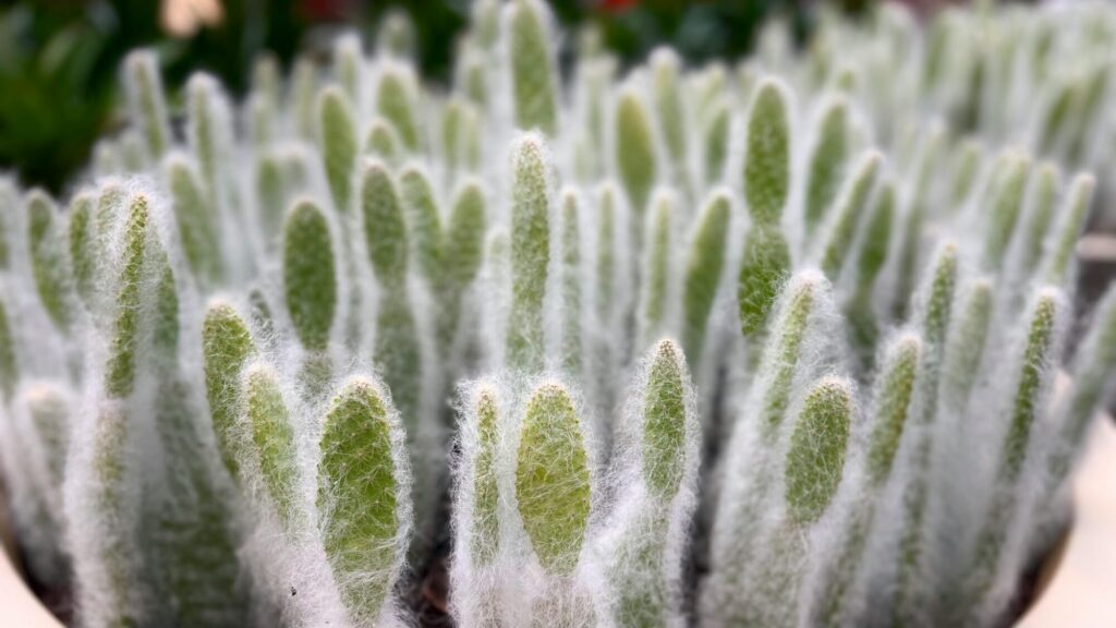 Pseudocephalien Das Bild zeigt eine Gruppe von Cephalocereus senilis, auch bekannt als "Alter Mann Kaktus". Diese Kakteen sind für ihre langen, weißen Haare bekannt, die sie vor der Sonne schützen und ihnen ein markantes Aussehen verleihen. Die einzelnen Pflanzen haben eine zylindrische Form und sind dicht mit feinen, weißen Haaren bedeckt, die ihre grünen Stängel teilweise verbergen. Die Aufnahme hebt die dichte Behaarung und die charakteristische Form der Kakteen hervor, während der Hintergrund leicht unscharf ist