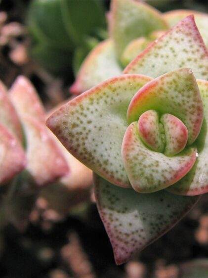 Das Bild zeigt eine Nahaufnahme von Crassula perforata, auch bekannt als "String of Buttons" oder "Necklace Vine". Diese Sukkulente hat eine auffällige, spiralförmige Anordnung von Blättern, die entlang des Stängels wachsen. Die Blätter sind dreieckig und fleischig, mit einer blassgrünen bis grünlichen Farbe und kleinen roten oder rosa Rändern sowie einigen kleinen Punkten auf der Oberfläche. Im Hintergrund ist unscharfer Boden zu sehen, der die natürlichen Wachstumsbedingungen der Sukkulente ergänzt.