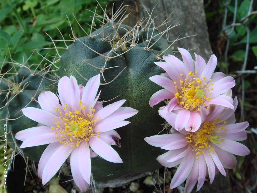 Das Bild zeigt eine Echinocereus knippelianus, eine Kaktusart, die für ihre zarten, rosa Blüten bekannt ist. Die Pflanze hat eine dunkelgrüne, kugelförmige Struktur mit wenigen, langen, dünnen Dornen, die unregelmäßig aus der Oberfläche herausragen. Die Blüten sind groß, zartrosa mit gelben Staubgefäßen in der Mitte. Es sind drei Blüten zu sehen, zwei an der rechten Seite und eine an der linken, alle in voller Blüte. Der Hintergrund besteht aus einer Mischung aus natürlichen Elementen, darunter grünes Laub und Holz