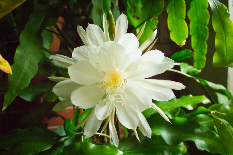 Luftwurzel Das Bild zeigt eine Epiphyllum oxypetalum-Pflanze, auch bekannt als Königin der Nacht oder Nachtblühende Cereus. Im Mittelpunkt steht eine große, auffällige weiße Blüte mit zahlreichen Blütenblättern und einer zentralen Ansammlung von gelben Staubgefäßen. Die Blüte ist vollständig geöffnet und wirkt sehr elegant und exotisch. Im Hintergrund sind die typischen flachen, länglichen und dunkelgrünen Blätter der Pflanze zu sehen.