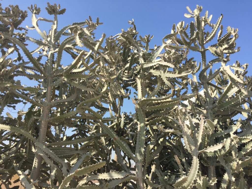 Das Bild zeigt die Pflanze Euphorbia lactea 'White Ghost'. Diese Sukkulente zeichnet sich durch ihre auffällige weiße bis cremefarbene Färbung und ihre markanten, stacheligen Zweige aus. Die verzweigten, kaktusartigen Stängel der Pflanze sind dicht miteinander verwoben und erzeugen ein komplexes Netzwerk von Ästen. Die Pflanze steht unter einem klaren blauen Himmel, was die hellen Farben der Euphorbia lactea 'White Ghost' noch mehr hervorhebt.