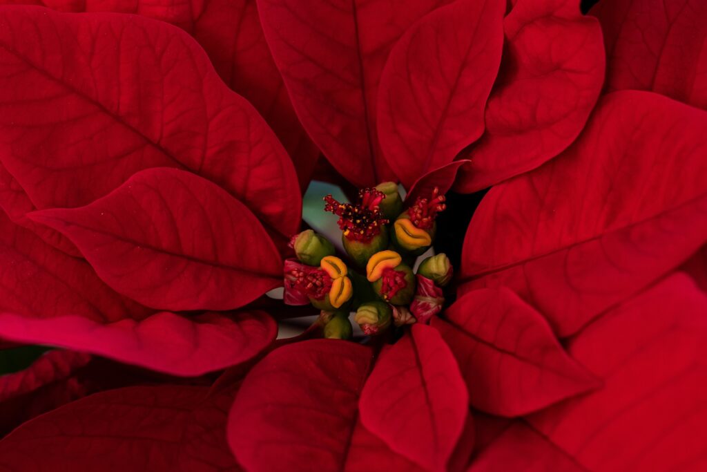Cyathium Das Bild zeigt eine Nahaufnahme einer Euphorbia pulcherrima, allgemein bekannt als Weihnachtsstern oder Poinsettie. Die Pflanze hat leuchtend rote Hochblätter (Brakteen), die oft fälschlicherweise als Blütenblätter angesehen werden. In der Mitte sind die tatsächlichen kleinen gelben und roten Blüten (Cyathien) sichtbar.