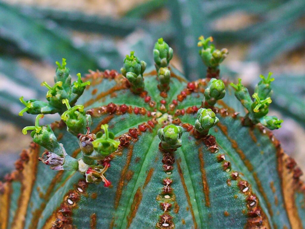 Spindelförmig Das Bild zeigt eine Nahaufnahme einer Euphorbia obesa, auch als Baseball-Kaktus bekannt, obwohl sie tatsächlich kein Kaktus ist. Diese Pflanze hat eine kugelförmige Form mit charakteristischen vertikalen Linien und kleinen Erhebungen entlang der Rippen. An der Spitze der Pflanze sind mehrere kleine, grüne Blüten zu sehen, die in Gruppen angeordnet sind. Die Blüten sind winzig und unauffällig, typisch für viele Euphorbien-Arten. Die Oberfläche der Pflanze zeigt ein interessantes Muster aus grünen und braunen Streifen