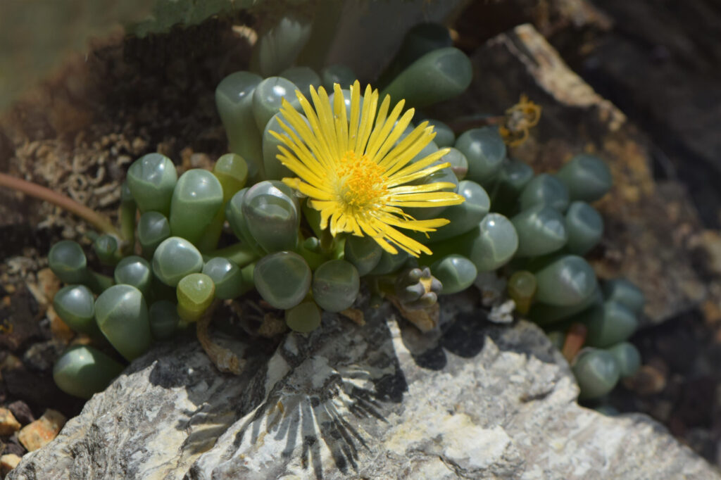 Das Bild zeigt eine Fenestraria rhopalophylla, auch bekannt als "Baby Toes" oder "Fensterpflanze". Diese Sukkulente zeichnet sich durch ihre prall gefüllten, durchscheinenden Blätter aus, die wie kleine, dicke Röhren aussehen. Die Blätter sind grün und haben eine leicht glatte, glänzende Oberfläche. In der Mitte der Pflanze blüht eine strahlend gelbe Blüte mit zahlreichen schmalen Blütenblättern, die wie Sonnenstrahlen angeordnet sind. Die Pflanze sitzt auf einem steinigen Boden