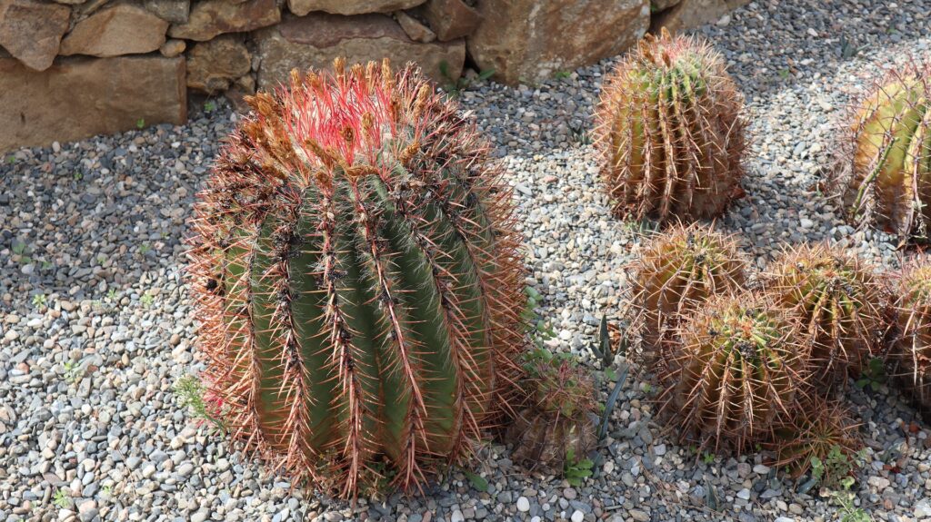 Spindelförmig Das Bild zeigt eine Gruppe von Ferocactus-Pflanzen, die in einer steinigen, trockenen Umgebung wachsen. Der Hauptkaktus im Vordergrund ist groß und kugelförmig mit deutlichen Rippen, die von dicken, langen Dornen bedeckt sind. Die Dornen sind überwiegend rot, wobei einige Spitzen eine gelbliche bis braune Färbung haben. Der Kaktus hat eine grüne Oberfläche, die durch die Rippen und die dicht stehenden Dornen unterbrochen wird. Im Hintergrund sind weitere kleinere Ferocactus-Pflanzen zu sehen, die ähnliche Merkmale aufweisen. Die Umgebung ist mit Kies bedeckt und von einigen größeren Steinen begrenzt