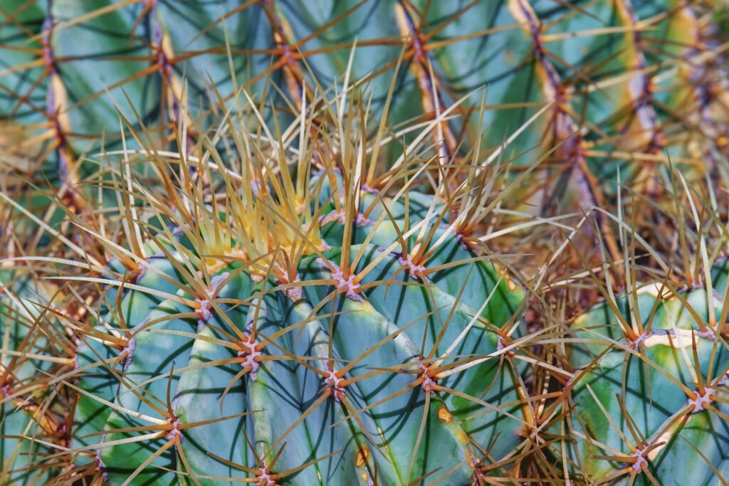 Das Bild zeigt einen Ferocactus, eine Kaktusart, die für ihre markanten, langen und kräftigen Stacheln bekannt ist. Die Stacheln sind gelb bis orange und wachsen aus den Areolen auf den Rippen des grünen Kaktuskörpers. Die Rippen sind deutlich sichtbar und verlaufen vertikal entlang des Kaktus. Die Oberfläche des Kaktus ist glatt und grün, mit einigen kleinen, braunen Flecken. Die dichten Stacheln bilden ein schützendes Netzwerk um den Kaktus und verleihen ihm ein imposantes Aussehen.