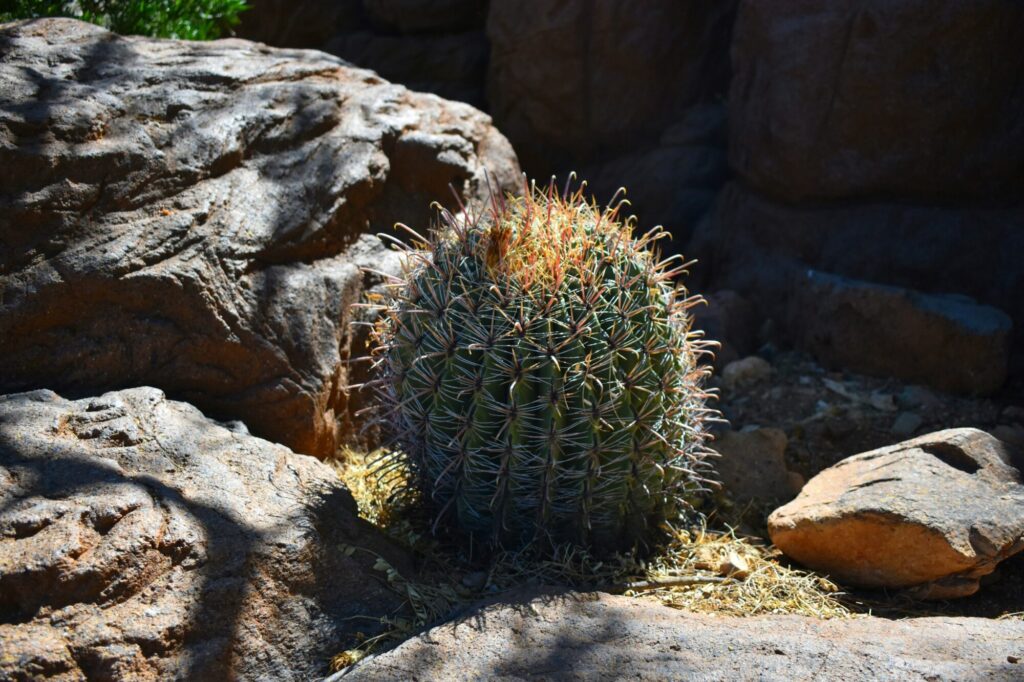 Rippe Das Bild zeigt einen Ferocactus wislizeni, auch bekannt als Fischhakenkaktus oder Arizona-Fasskaktus, der in einer felsigen Wüstenlandschaft wächst. Der Kaktus ist kugelförmig bis tonnenförmig und hat zahlreiche ausgeprägte Rippen, die mit kräftigen, hakigen Dornen besetzt sind. Die Dornen haben eine gelbliche bis rötliche Farbe, die im Sonnenlicht leuchten. Um den Kaktus herum sind trockene Gräser und einige größere Felsen zu sehen, die die raue Umgebung der Wüste widerspiegeln. Die Landschaft im Hintergrund zeigt eine Mischung aus Felsformationen und spärlicher Vegetation