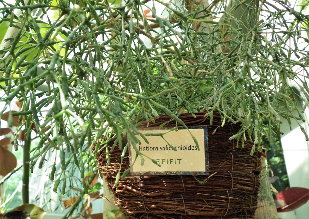 Epiphyt Das Bild zeigt eine Hatiora salicornioides, auch bekannt als Bärentatze oder Rhipsalis salicornioides. Die Pflanze hat lange, dünne, grüne Stängel, die dicht verzweigt sind. Sie wächst in einem hängenden Korb, der aus geflochtenen Naturmaterialien besteht. Ein Schild mit der Aufschrift "Hatiora salicornioides - EPIPHYT" ist an dem Korb angebracht. Der Hintergrund zeigt ein Gewächshaus