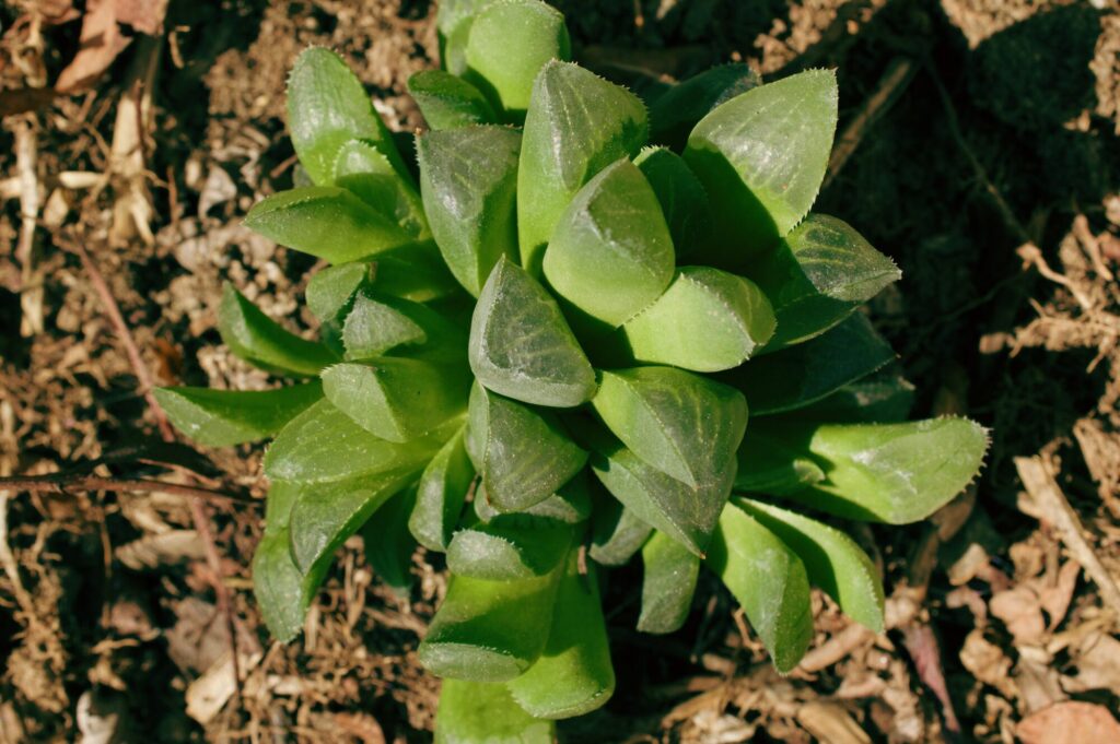 Das Bild zeigt eine Haworthia cooperi var truncata, eine Sukkulente, die für ihre durchscheinenden Blätter bekannt ist. Die Blätter sind dick, fleischig und haben eine grünliche Färbung mit leicht transparenten Spitzen. Sie wachsen in einer dichten Rosettenform, die kompakt und niedrig bleibt. Um die Pflanze herum ist trockener Boden mit vereinzelten Ästen und Blättern zu sehen.