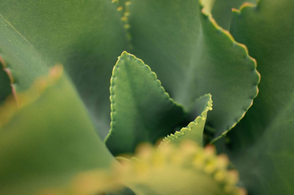 Autogamie Das Bild zeigt eine Nahaufnahme der Blätter einer Kalanchoe pinnata. Die Blätter sind dick, grün und haben leicht gezackte Ränder. Einige der Blattränder haben winzige, neue Pflänzchen oder Knospen, die typisch für diese Art sind. Der Fokus liegt auf den mittleren Blättern, während der Hintergrund unscharf ist und eine tiefe, grüne Farbpalette bietet.