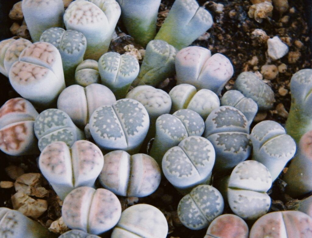Polyedrisch Das Bild zeigt eine Ansammlung von Lithops, auch bekannt als lebende Steine. Diese Sukkulenten haben eine kompakte, runde Form und sind in verschiedenen Farbtönen von Grau, Grün, Rosa und Beige gefärbt. Jede Pflanze hat eine geteilte Oberfläche mit feinen Mustern, die den Lithops ihr steinähnliches Aussehen verleihen. Sie wachsen dicht nebeneinander in einer kiesigen Erde. Die Oberfläche der Pflanzen ist glatt und leicht glänzend.