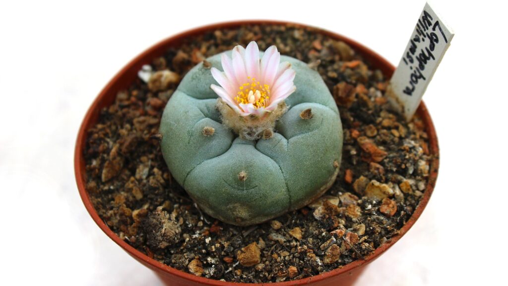 Warze Das Bild zeigt eine Lophophora williamsii, allgemein bekannt als Peyote, in einem Blumentopf. Diese Kaktusart hat einen charakteristischen, runden, knolligen Körper mit einer graugrünen Färbung und ist durch das Fehlen von Dornen gekennzeichnet. Der Kaktus hat eine kleine, zartrosa Blüte mit gelben Staubgefäßen, die aus der Mitte des Pflanzenkörpers hervorgeht. Der Blumentopf ist mit einem grobkörnigen Substrat gefüllt, das eine gute Drainage ermöglicht, was für das Gedeihen von Kakteen essenziell ist. Neben der Pflanze ist ein Etikett sichtbar, das den Namen "Lophophora williamsii" trägt.