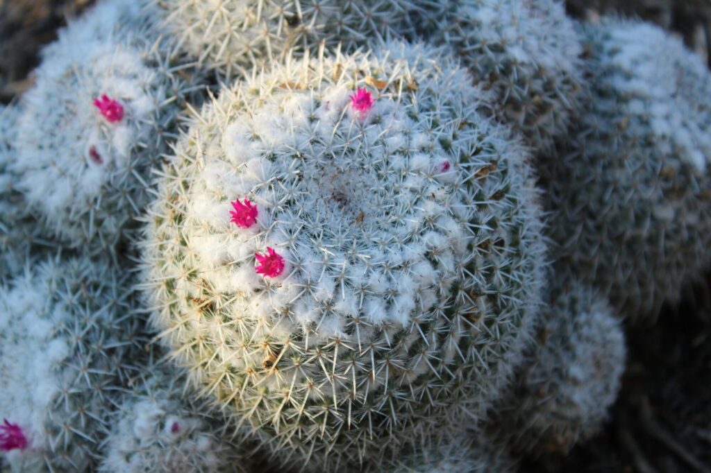 Das Bild zeigt eine Nahaufnahme einer Mammillaria-Kaktusart. Der Kaktus hat eine kugelförmige Struktur und ist dicht mit weißen Stacheln und feinen, weißen Haaren bedeckt. Auf der Oberfläche des Kaktus sind mehrere kleine, leuchtend pinkfarbene Blüten zu sehen, die sich aus den weißen Haaren heraus erheben. Die Blüten sind klein und kontrastieren stark mit der ansonsten weiß-grünen Oberfläche des Kaktus. Der Hintergrund ist unscharf, was den Fokus auf die detaillierte Textur und die Blüten des Kaktus lenkt.