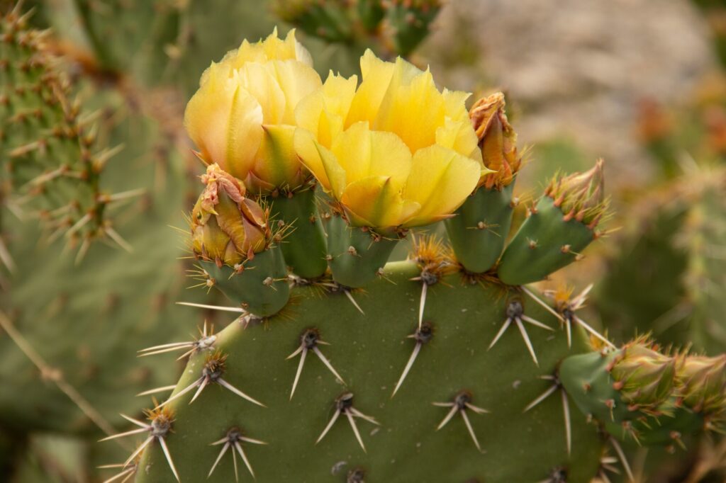Das Bild zeigt eine Opuntia, auch bekannt als Feigenkaktus oder Kaktusfeige, mit leuchtend gelben Blüten. Die Blüten sind groß und haben mehrere Blütenblätter, die in der Mitte der grünen, flachen und ovalen Kaktussegmente wachsen. Die Segmente sind mit langen, scharfen Stacheln und kleinen, braunen Glochiden (feine, haarähnliche Stacheln) bedeckt. Die Hintergrunddetails sind unscharf, sodass der Fokus auf den Blüten und den charakteristischen Stacheln des Kaktus liegt. Der Kaktus wirkt gesund und blüht in einer natürlichen Umgebung.