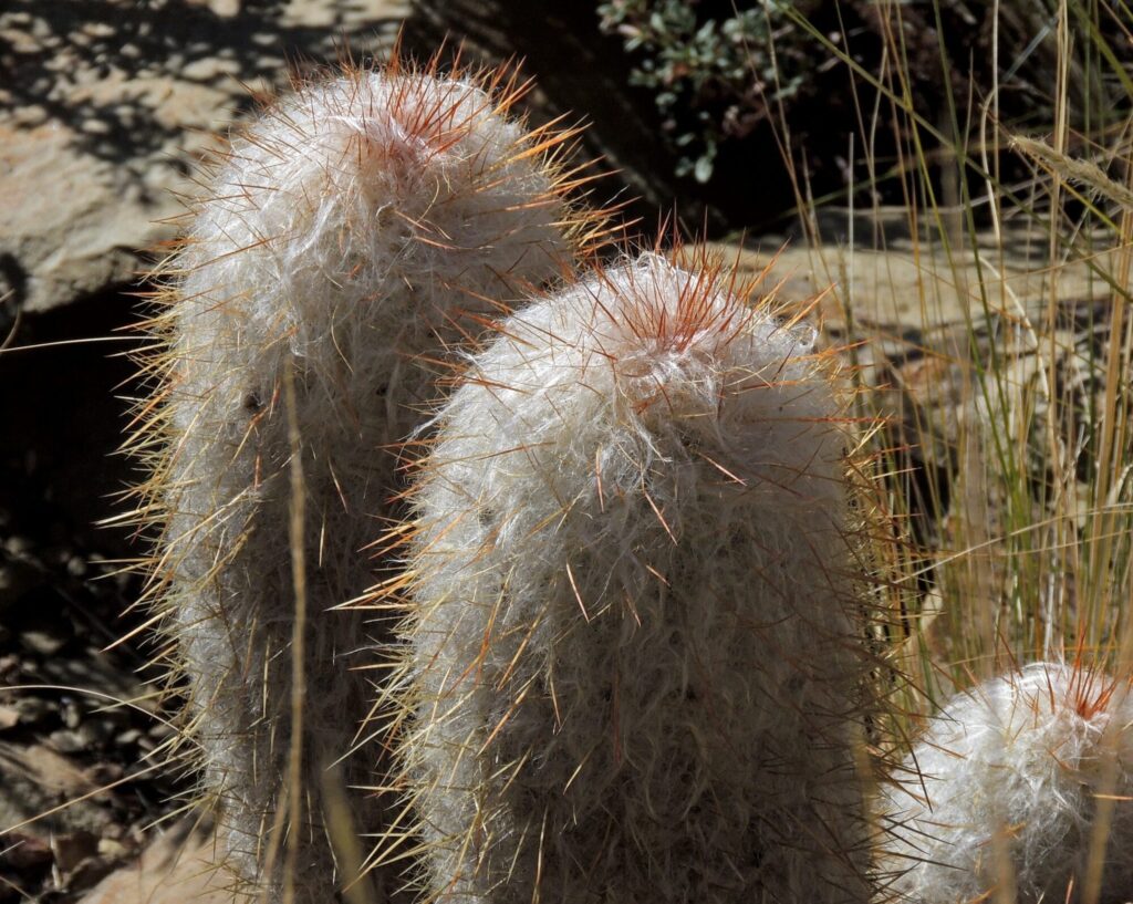 Pseudocephalien Das Bild zeigt eine Nahaufnahme von Oreocereus trollii, einer Kaktusart, die für ihre auffällige Behaarung bekannt ist. Diese Pflanzen haben zylindrische, säulenartige Stämme, die dicht mit langen, weißen Haaren bedeckt sind. Zwischen den Haaren sind rötlich-braune Dornen sichtbar, die den Pflanzen ein zusätzliches Schutzelement verleihen. Die Kakteen stehen in einem felsigen, trockenen Habitat.