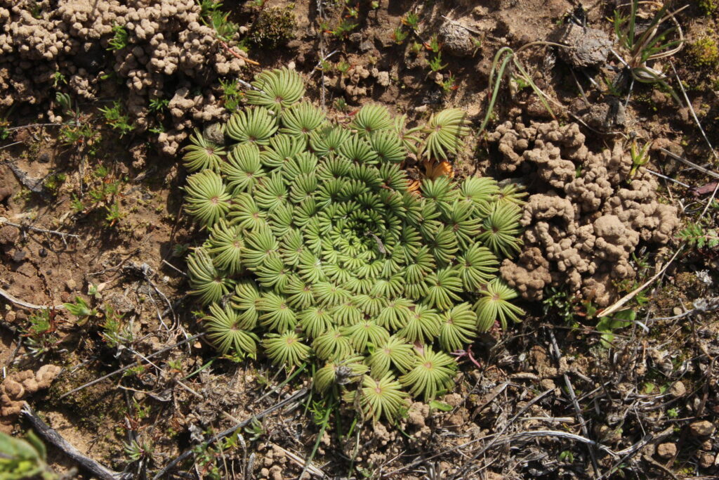 Das Bild zeigt eine Oxalis palmifrons, eine seltene und einzigartige Pflanze. Die Blätter sind in einer Rosette angeordnet und haben eine palmenähnliche Struktur, wodurch sie ihren Namen erhielt. Die Pflanze wächst niedrig und breitet sich flach am Boden aus. Die grünen Blätter sind in segmentierten, fächerförmigen Abschnitten angeordnet.  Die Umgebung ist trocken und felsig, mit einigen kleinen Pflanzen und Moosarten im Hintergrund. Es sind auch einige Erd- oder Lehmhügel zu sehen, die möglicherweise von kleinen Tieren oder Insekten stammen.