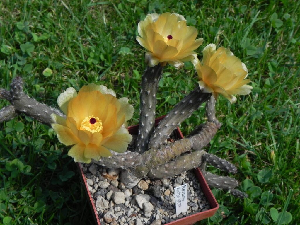 Das Bild zeigt eine Pterocactus tuberosus, eine Kakteenart, die für ihre charakteristischen gelben Blüten bekannt ist. Die Pflanze hat mehrere verzweigte, stachelige Stängel, die aus einem kleinen Topf mit steiniger Erde wachsen. Die Blüten sind groß, gelb und haben rote Staubgefäße in der Mitte. Der Hintergrund besteht aus grünem Gras