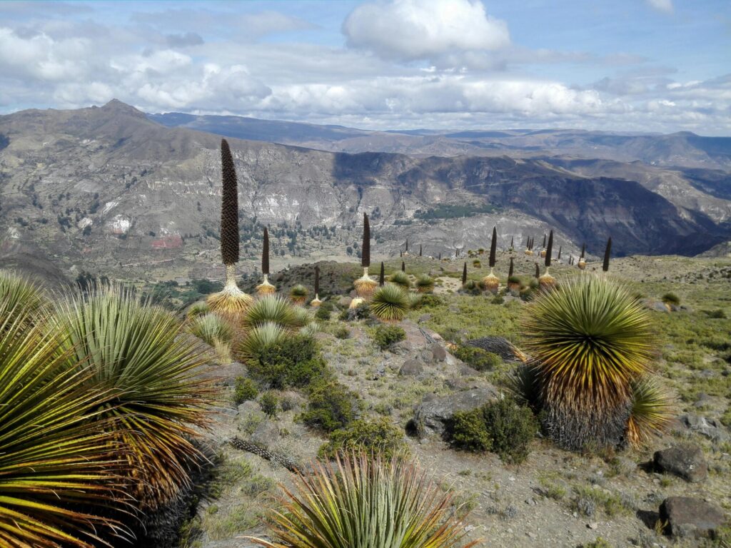 Monokarpisch Das Bild zeigt eine Ansammlung von Puya raimondii, auch bekannt als "Königin der Anden". Diese Pflanzen zeichnen sich durch ihre beeindruckenden, bis zu 10 Meter hohen Blütenstände aus, die aus zahlreichen kleinen Blüten bestehen. Die Pflanzen sind in einer kargen, bergigen Landschaft verteilt, die typisch für die Andenregion ist. Im Hintergrund sind hohe Berge und ein weitläufiges Tal zu sehen, das von Wolken bedeckt ist. Die Vegetation um die Puya raimondii ist spärlich, mit niedrigem Buschwerk und Gräsern. Der Himmel ist teilweise bewölkt