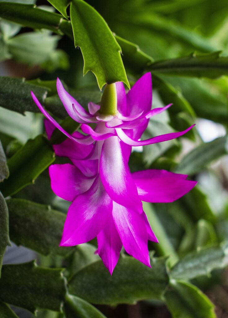 Kladodien Das Bild zeigt eine Schlumbergera truncata, auch bekannt als Weihnachtskaktus oder Kakteenschmuck. Diese Pflanze hat eine leuchtend rosa Blüte mit weißen Akzenten. Die Blütenblätter sind lang und schmal, mit einer leicht gewellten Struktur. Die Blätter der Pflanze sind flach und segmentiert, mit gezackten Rändern. Die Pflanze befindet sich in einem natürlichen Umfeld, umgeben von anderen grünen Blättern.