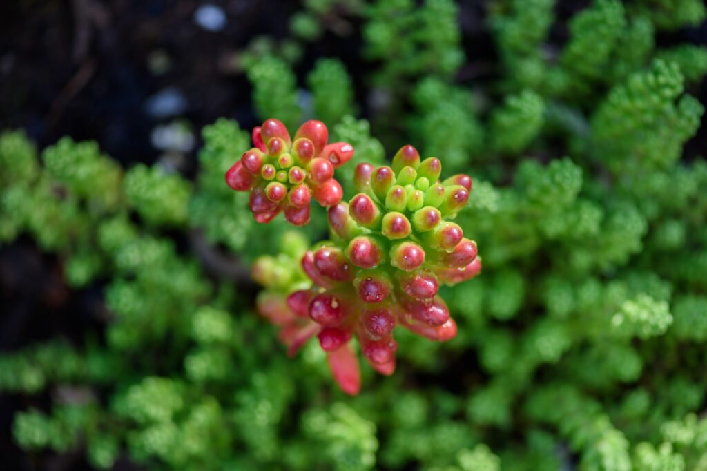 Das Bild zeigt die Pflanze Sedum rubrotinctum, auch bekannt als Jelly Bean Plant oder Pork and Beans. Im Vordergrund sind die charakteristischen fleischigen, bohnenförmigen Blätter zu sehen, die eine Mischung aus grünen und roten Farbtönen aufweisen. Diese Blätter sind dicht gepackt und haben eine glänzende, leicht wachsartige Oberfläche. Im Hintergrund ist unscharf weiteres grünes Laub zu erkennen, das wahrscheinlich zu derselben oder einer ähnlichen Sukkulentenart gehört. Die Pflanze wächst in einer dichten Rosette