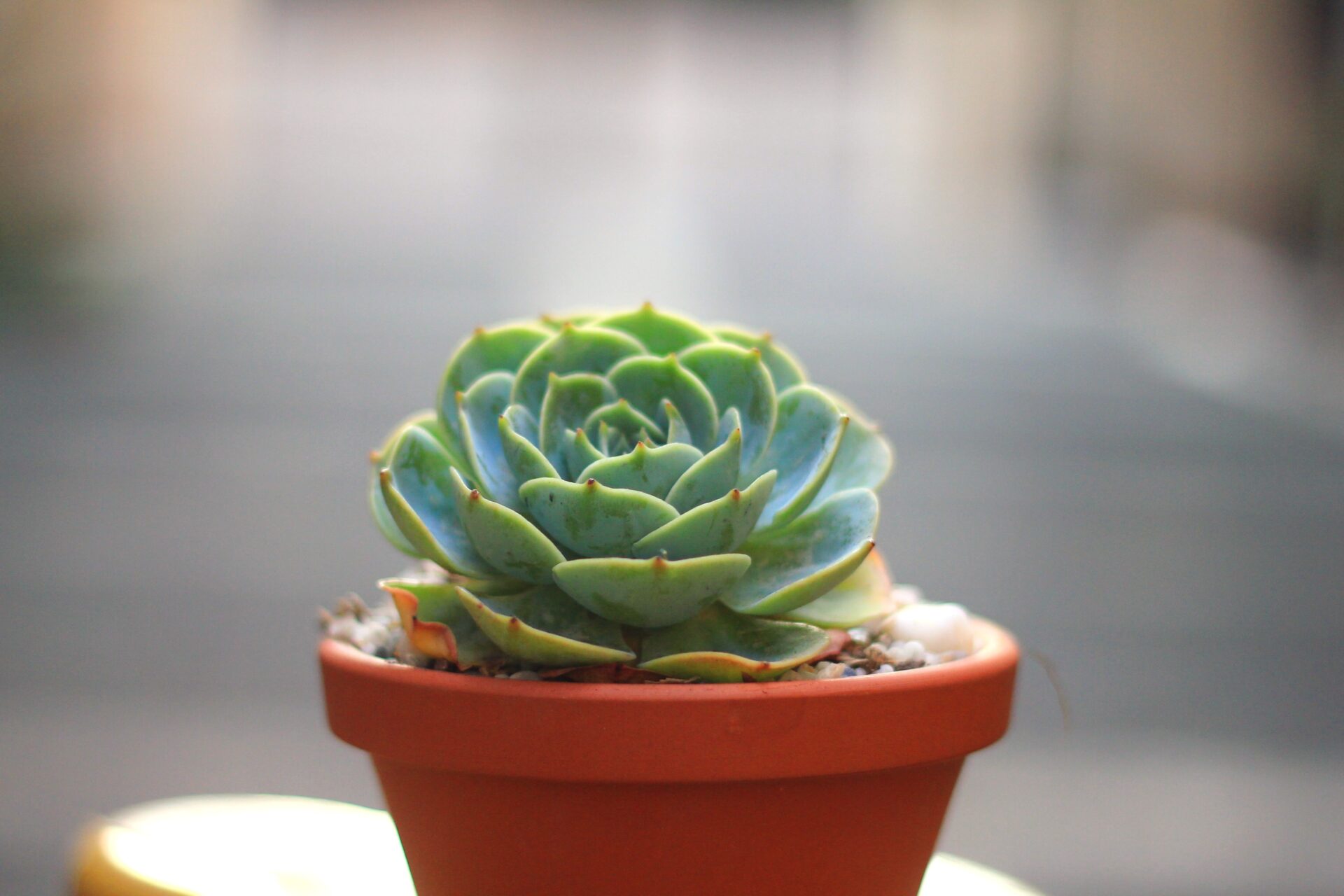 Das Bild zeigt eine Echeveria-Sukkulente in einem kleinen, roten Tontopf. Die Pflanze hat dicke, fleischige Blätter, die in einer perfekten Rosettenform angeordnet sind. Die Blätter sind bläulich-grün und haben an den Spitzen kleine braune Punkte. Der Topf steht auf einer Oberfläche und der Hintergrund ist unscharf.