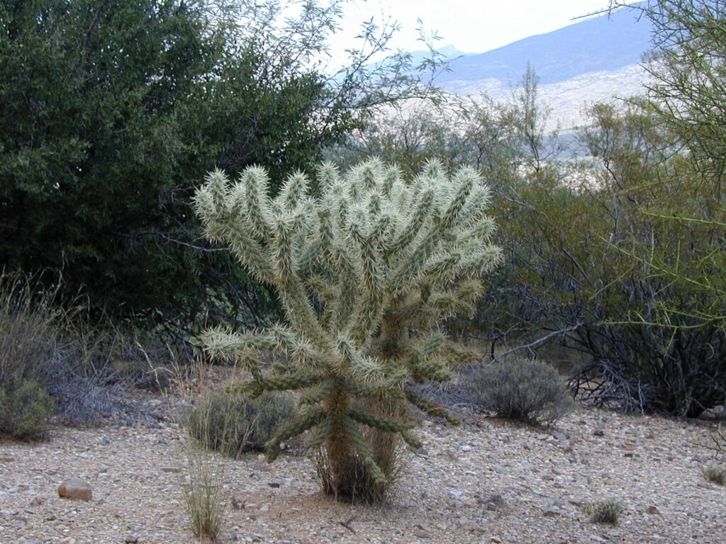 Kladodien Das Bild zeigt eine Cylindropuntia bigelovii, auch bekannt als "Teddybärkaktus", in ihrer natürlichen Umgebung. Diese Kaktusart zeichnet sich durch ihre dichten, stacheligen Äste aus, die oft einen gelblich-weißen Farbton haben. Die Pflanze wächst in einer Wüstenlandschaft, umgeben von verschiedenen Sträuchern und Büschen. Im Hintergrund sind Berge und spärliche Vegetation zu sehen, was die typische Umgebung für diese Kaktusart darstellt.