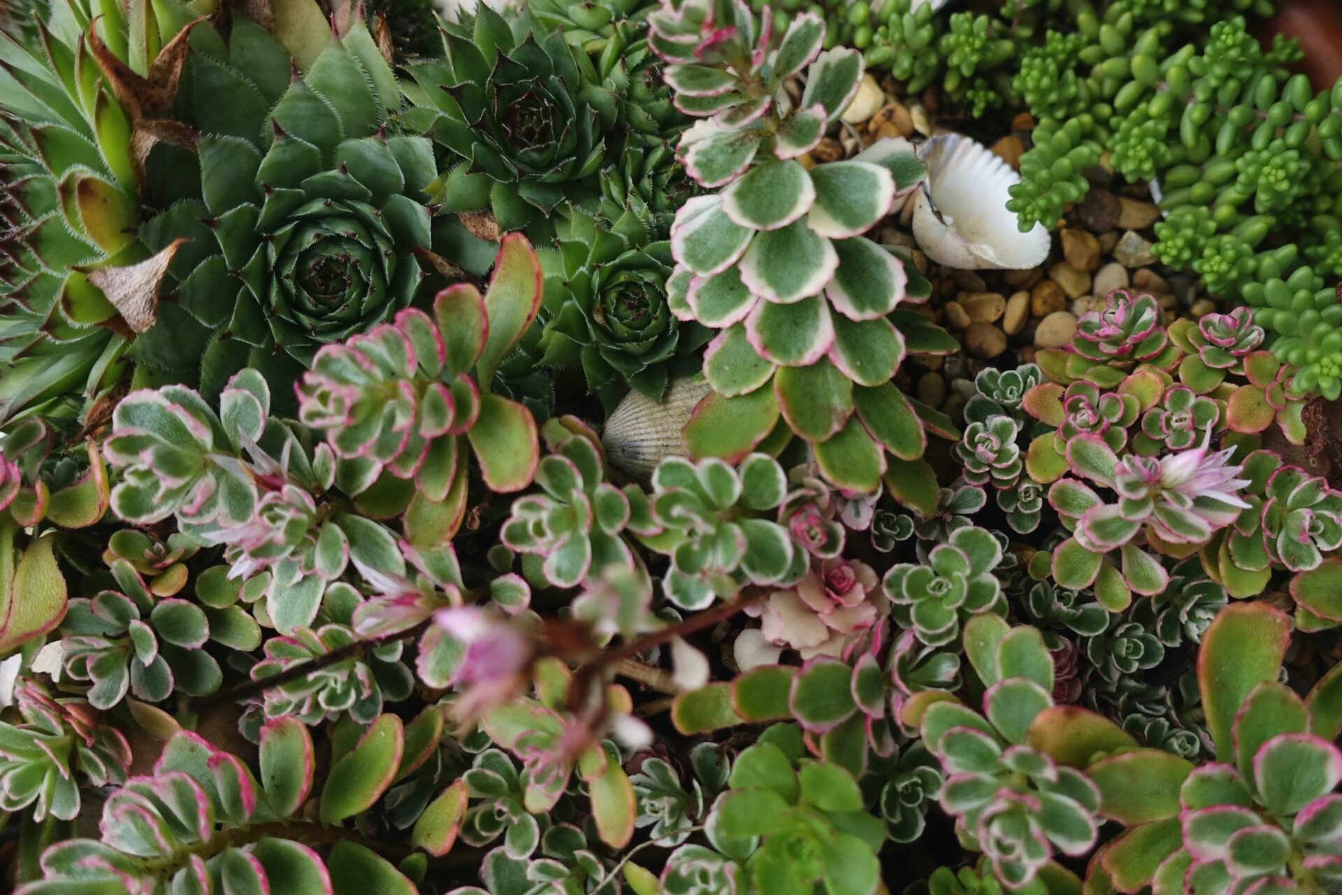 Dieses Bild zeigt eine Nahaufnahme verschiedener Sukkulenten. Zu sehen sind Echeveria (Rosettenförmige Sukkulenten mit dicken, fleischigen Blättern, grün mit roten Spitzen), Sedum (Kleine, runde Blätter, überwiegend grün, einige mit rosa Rändern) und Aeonium (Flache, scheibenförmige Rosetten, grün mit rosa oder roten Rändern). Die Sukkulenten sind dicht und abwechslungsreich angeordnet.