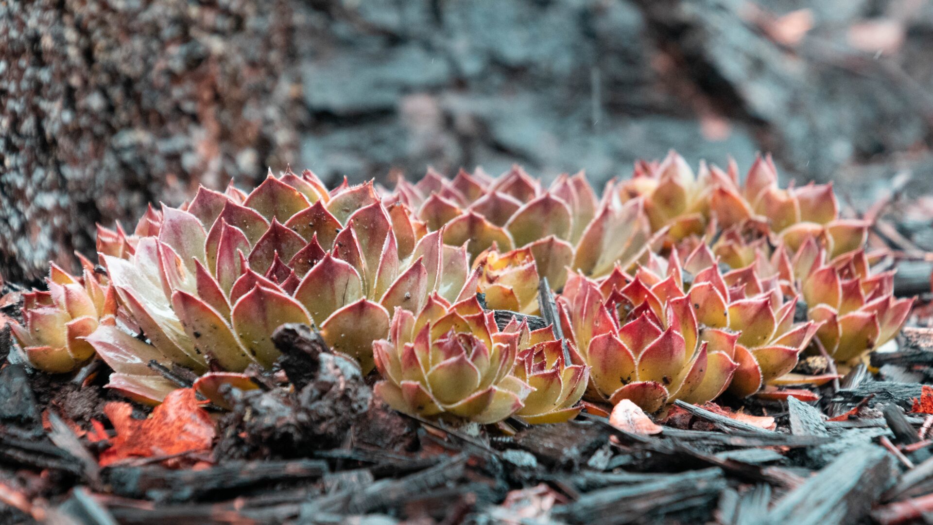 Sukkulenten und ihre symbolische Bedeutung Das Bild zeigt eine Gruppe von Hauswurzen (Sempervivum), die in einer natürlichen Umgebung auf einem Boden aus Rindenmulch wachsen. Die Pflanzen haben dichte, rosettenförmige Blätter, die an den Spitzen rot gefärbt sind, was ihnen ein auffälliges Aussehen verleiht. Die Blätter sind spitz zulaufend und fleischig, typisch für Sukkulenten, die in trockenen Bedingungen gedeihen.