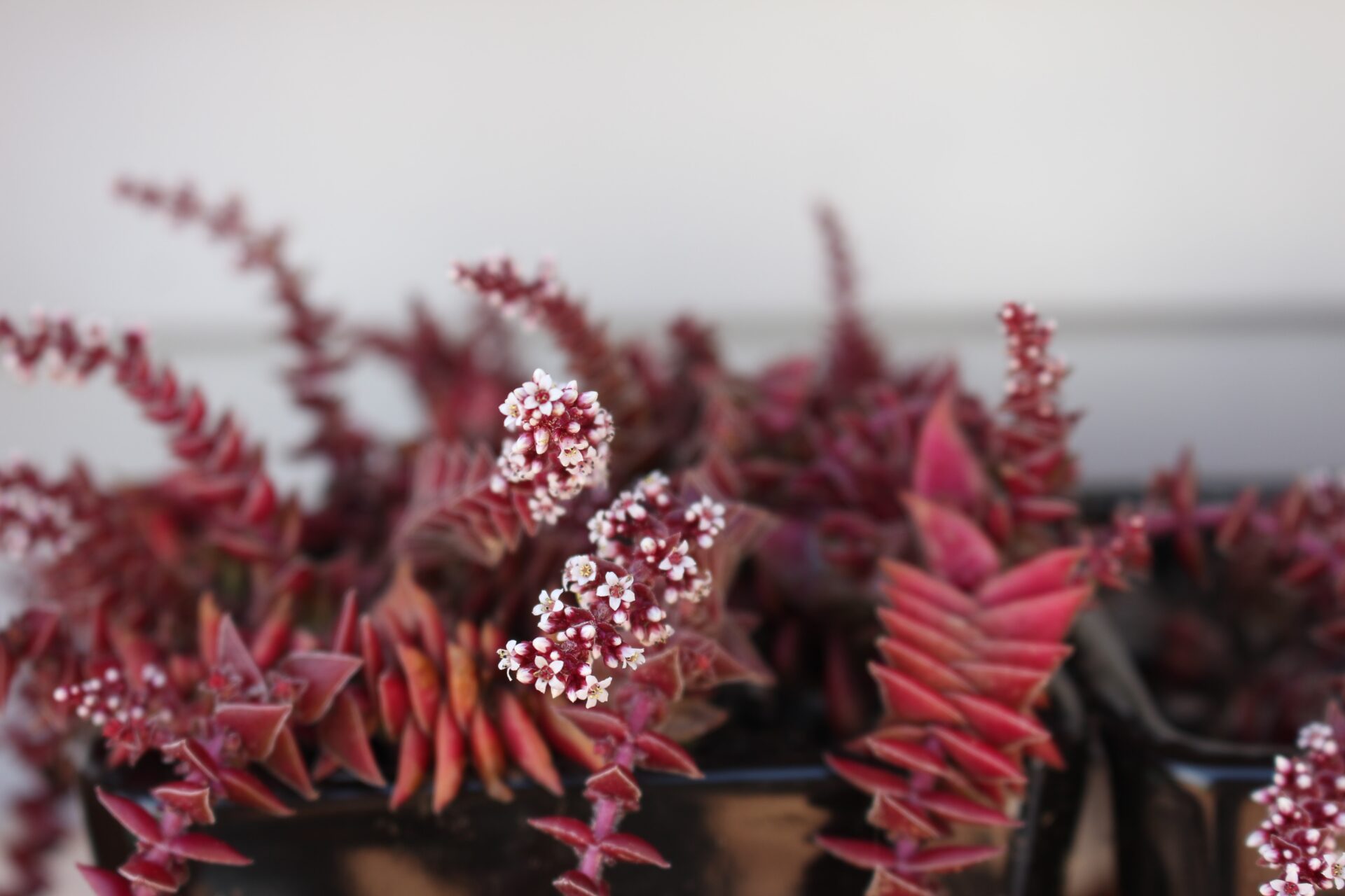 Sukkulenten und ihre symbolische Bedeutung Das Bild zeigt eine Sukkulente der Gattung Crassula, Crassula capitella, auch bekannt als "Campfire Plant". Die Pflanze hat leuchtend rote Blätter, die dicht und symmetrisch angeordnet sind. Einige der Stängel tragen kleine, weiße Blüten, die in dichten Trauben blühen. Die Blüten haben winzige Blütenblätter und sind sternförmig. Die gesamte Pflanze befindet sich in einem dunklen Pflanzgefäß und der Hintergrund ist unscharf.