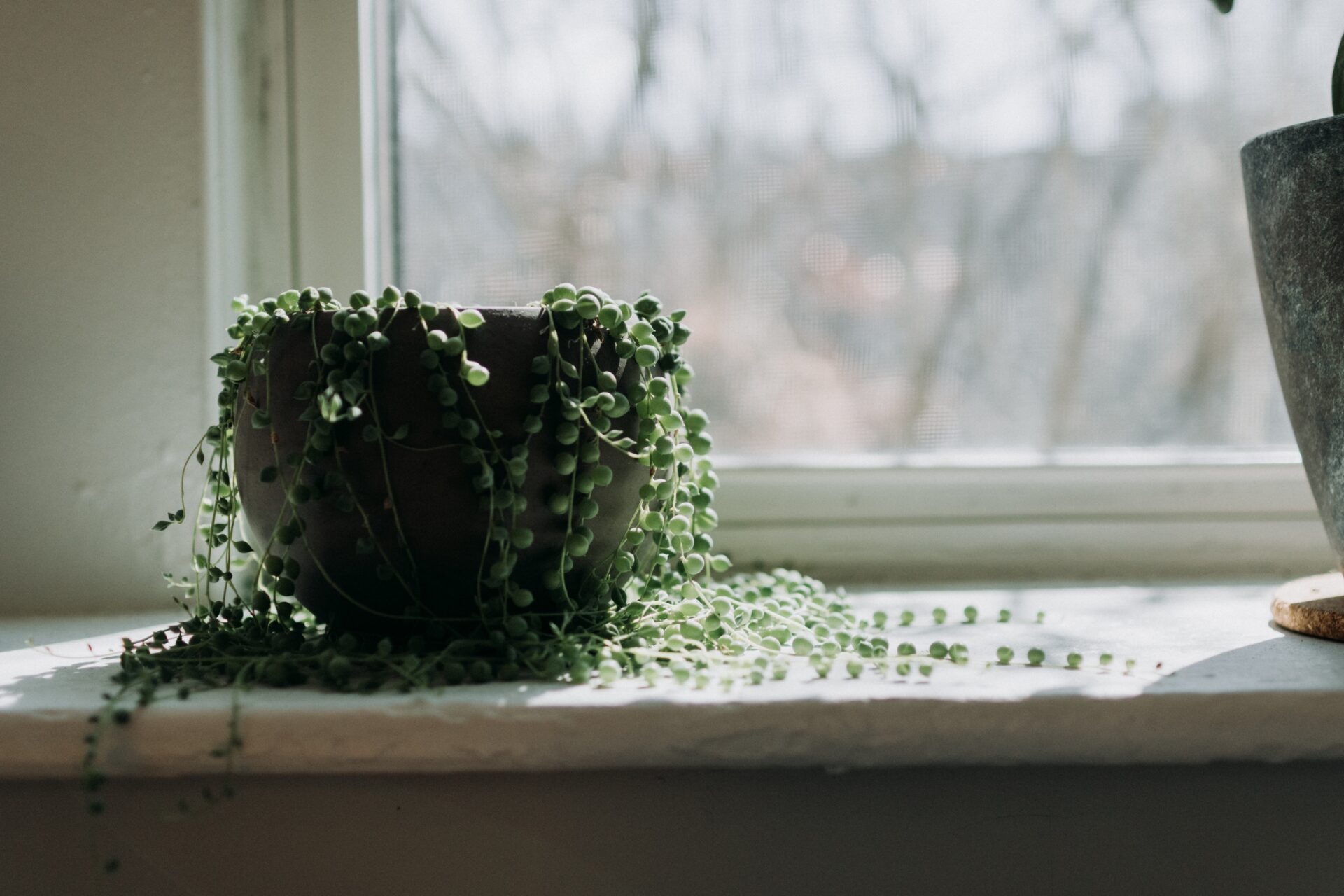 Das Bild zeigt eine Pflanze der Art "String of Pearls" (Senecio rowleyanus), die in einem dunklen Topf auf einer Fensterbank steht. Die langen, hängenden Triebe der Pflanze sind mit kleinen, kugelförmigen Blättern bedeckt, die wie Perlen an einer Schnur aussehen. Der Hintergrund zeigt ein verschwommenes Fenster, das diffuses Licht in den Raum lässt