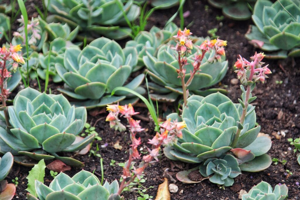 Eine Nahaufnahme von mehreren Echeveria-Sukkulenten, die in einem Gartenbeet wachsen. Die Pflanzen haben dichte, rosettenförmige Blätter, die in einem kühlen Grünton gehalten sind. Einige der Echeveria tragen Blütenstände mit kleinen, sternförmigen Blüten in rosa und gelben Farben. Der Boden ist dunkel und enthält einige kleine Grashalme und Blätter, die das natürliche Gartenumfeld ergänzen.