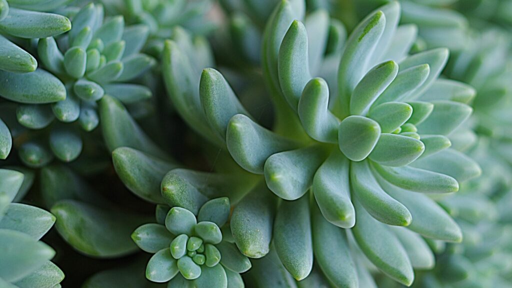 Unterschiede zwischen Sukkulenten und Kakteen Das Bild zeigt eine Nahaufnahme von grünen Sukkulenten der Gattung Sedum, Sedum morganianum, auch bekannt als Burro's Tail oder Donkey Tail. Die Pflanzen haben dicke, fleischige Blätter, die in engen, spiralförmigen Rosetten angeordnet sind. Die Blätter sind bläulich-grün und haben eine glatte, fast wachsartige Oberfläche.