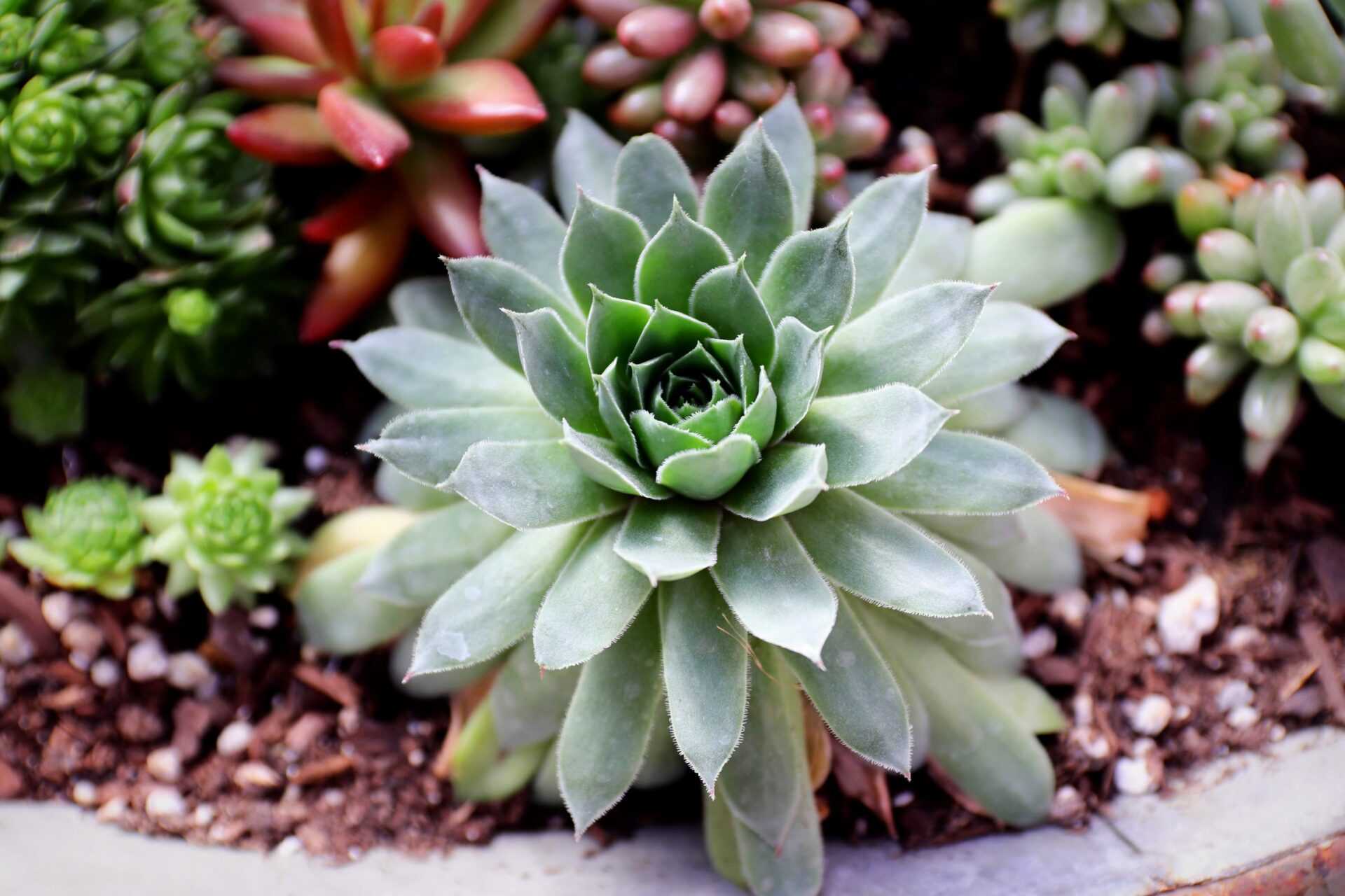 Das Bild zeigt eine Sammlung von Sukkulenten, wobei im Vordergrund eine große, grüne Rosette von Hauswurz (Sempervivum) dominiert. Diese Pflanze hat dicke, spitze Blätter, die sich in einer symmetrischen Rosettenform anordnen. Um sie herum sind verschiedene andere Sukkulentenarten sichtbar, darunter einige mit rötlich gefärbten Blättern und andere mit kleineren grünen Rosetten. Der Boden ist mit Erde und kleinen Steinen bedeckt, was eine natürliche und gepflegte Umgebung für die Sukkulenten schafft.