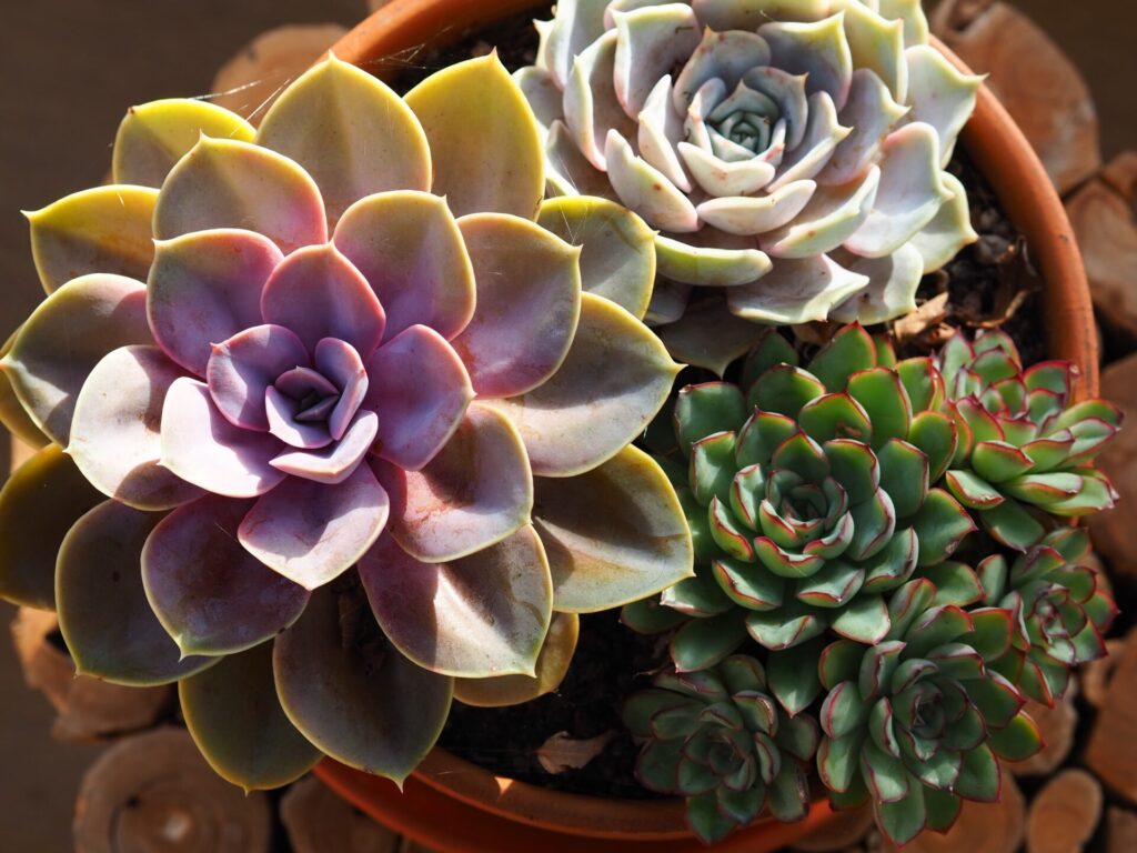 Nahaufnahme von drei verschiedenen Echeveria-Sukkulenten in einem Terrakotta-Topf. Die größte Pflanze hat rosa- bis violettfarbene Blätter, die mittlere Pflanze ist in helleren Blau- und Grüntönen gehalten, und die kleinste hat dunkelgrüne Blätter mit roten Rändern. Der Topf steht auf einem Untergrund aus runden Holzstücken