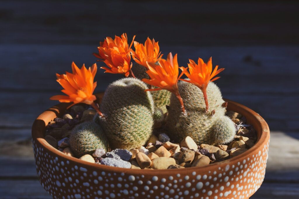 Autogamie Das Bild zeigt einen Topf mit mehreren Rebutia-Kakteen, die leuchtend orangefarbene Blüten tragen. Die Kakteen haben eine kugelige Form und sind mit feinen, kurzen Stacheln bedeckt. Der Topf ist mit dekorativen weißen Punkten verziert und mit Kieselsteinen gefüllt. Der Hintergrund ist unscharf, wodurch der Fokus auf den blühenden Kakteen liegt. Die Szene ist in natürlichem Sonnenlicht aufgenommen, was die Farben der Blüten und der Pflanze intensiviert.