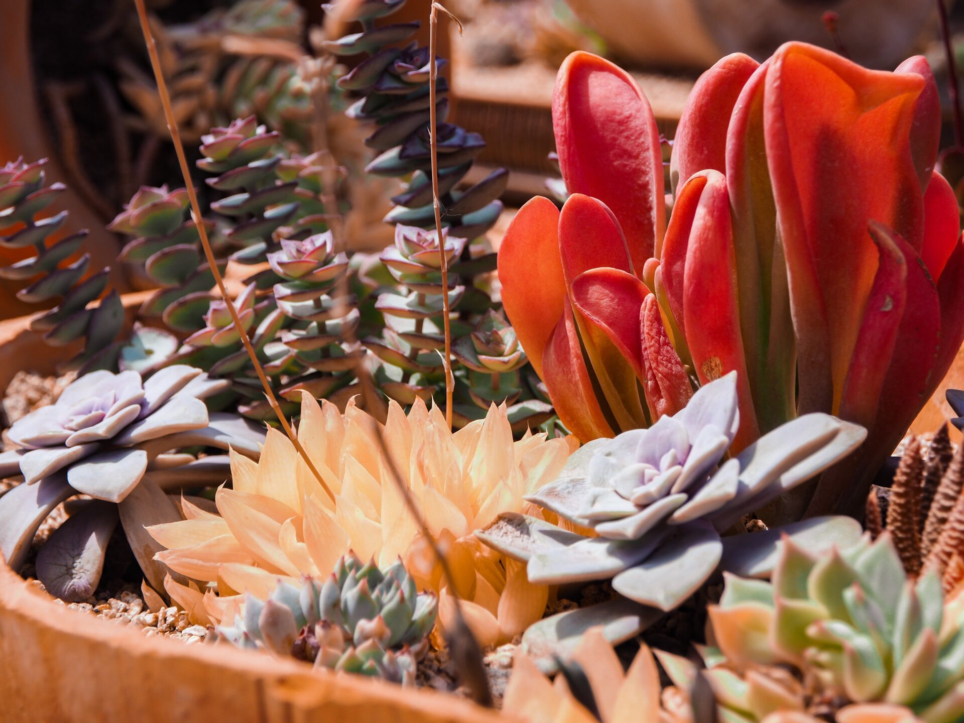 Sukkulenten Arten Das Bild zeigt eine vielfältige Sammlung von Sukkulenten, die in einem flachen, runden Behälter arrangiert sind. Die Pflanzen variieren stark in Farbe und Form: Einige haben kräftig rote Blätter, während andere in sanften Pastellfarben wie Gelb und Lila gehalten sind. Die Anordnung umfasst Pflanzen mit dicken, fleischigen Blättern sowie solchen mit schmaleren, spiralförmigen Blättern. Der Behälter ist mit kleinen Kieseln gefüllt