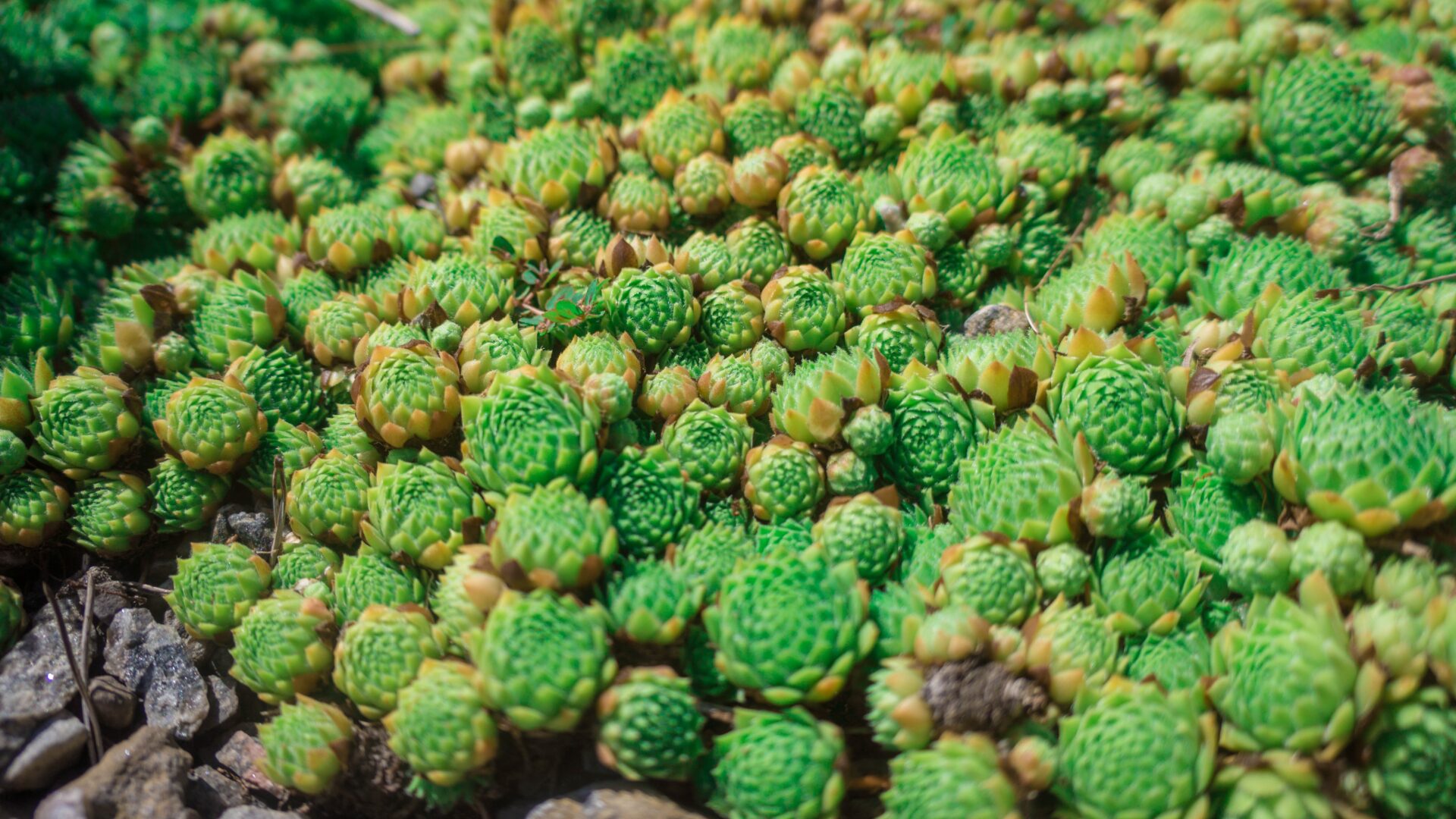 Nahaufnahme eines dichten Teppichs aus grünen Sempervivum (Hauswurz). Die Pflanzen bilden eng beieinander liegende Rosetten mit spitzen Blättern, die an ihren Spitzen leicht bräunlich gefärbt sind. Der Boden ist teilweise mit kleinen Steinen bedeckt, die das natürliche, felsige Umfeld ergänzen.