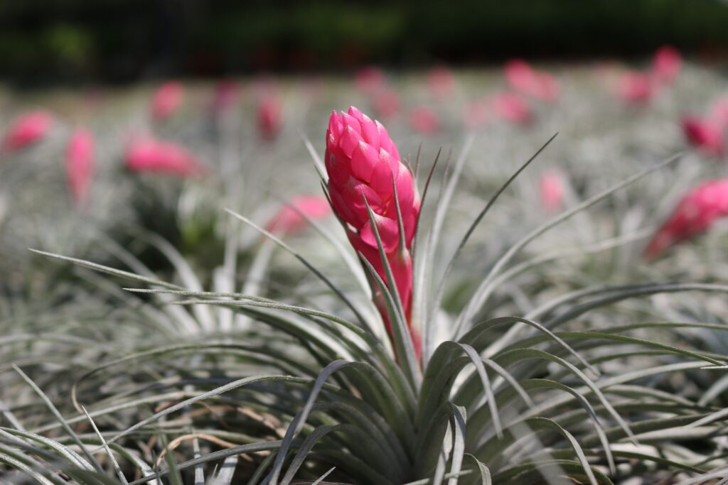 Luftwurzel Das Bild zeigt eine Nahaufnahme einer Tillandsia 'Cotton Candy' Pflanze. Im Vordergrund ist eine einzelne, rosafarbene Blüte zu sehen, die von silbrig-grünen, dünnen Blättern umgeben ist. Die Blüte hat eine dichte, zylindrische Form. Im Hintergrund sind mehrere ähnliche Blüten zu sehen, die unscharf dargestellt sind