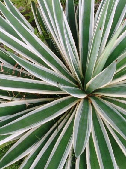 Agave angustifolia 'Marginata'