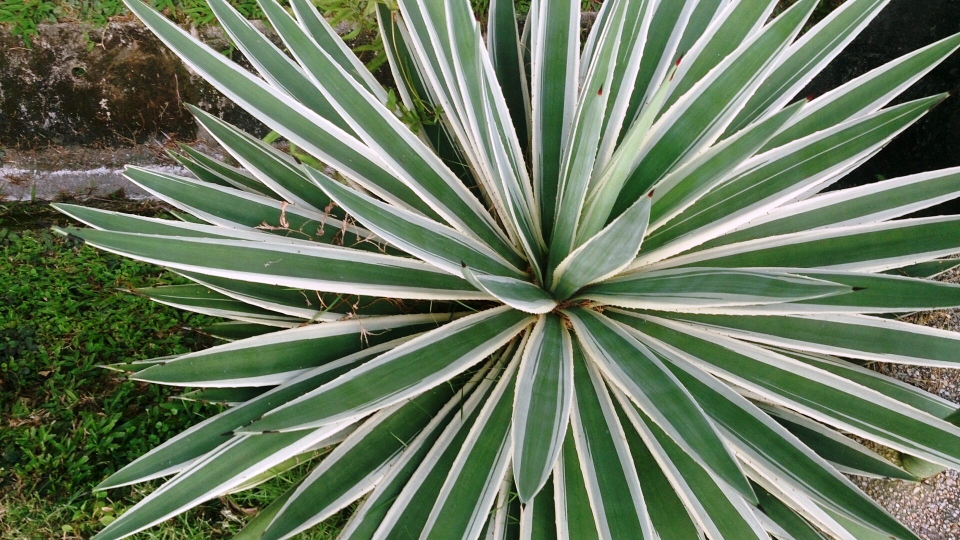 Agave angustifolia 'Marginata'