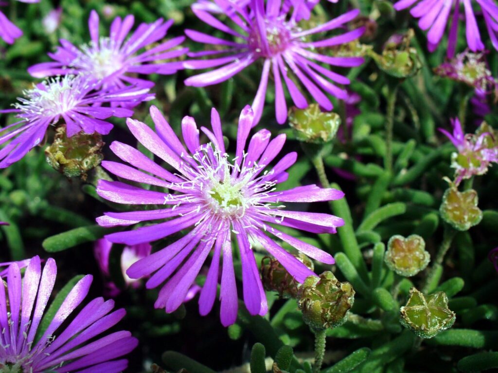 Das Bild zeigt Delosperma cooperi, auch bekannt als Mittagsblume. Die Pflanze hat leuchtend violette Blüten mit vielen schmalen Blütenblättern und einem weißen Zentrum. Die fleischigen, grünen Blätter sind typisch für sukkulente Pflanzen.