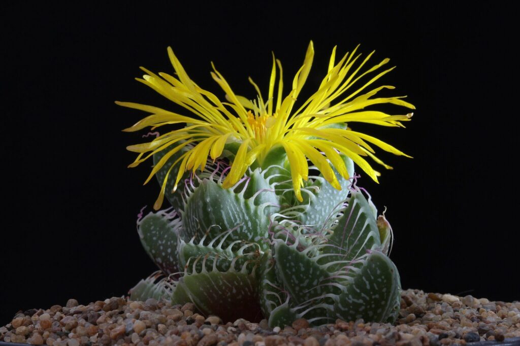 Das Bild zeigt eine Faucaria tigrina, auch bekannt als Tigermaul. Sie hat dicke, fleischige Blätter mit zahnartigen Vorsprüngen am Rand, die an ein Tigermaul erinnern. Die Blätter sind grün mit weißen Flecken und wachsen in dichten Rosetten. Oben blüht eine leuchtend gelbe Blume mit vielen schmalen Blütenblättern. Die Pflanze steht auf steinigem Untergrund